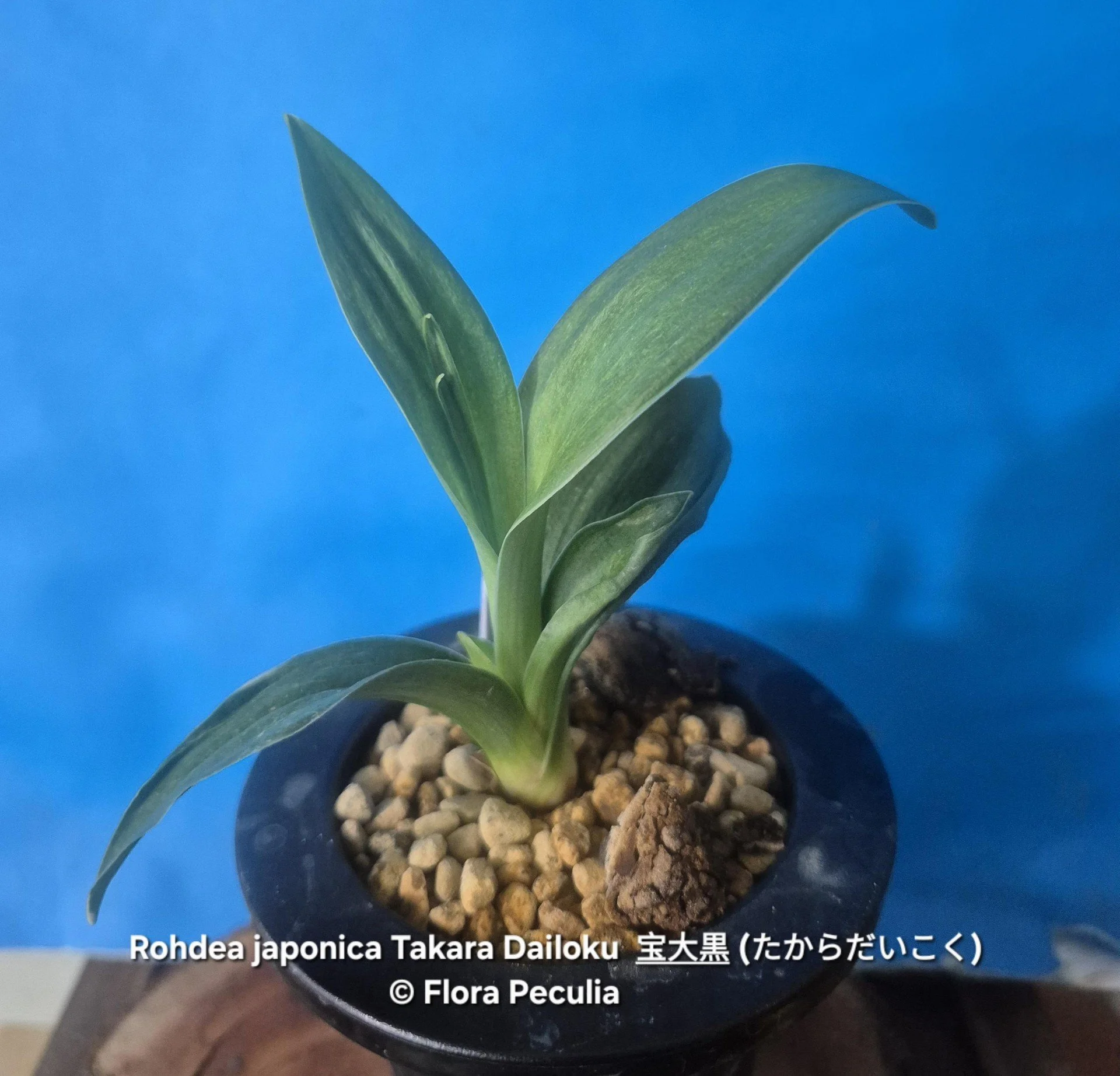Catalogue — Flora Peculia